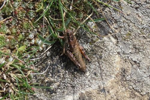 Réf. 242 879 : Podisma pedestris